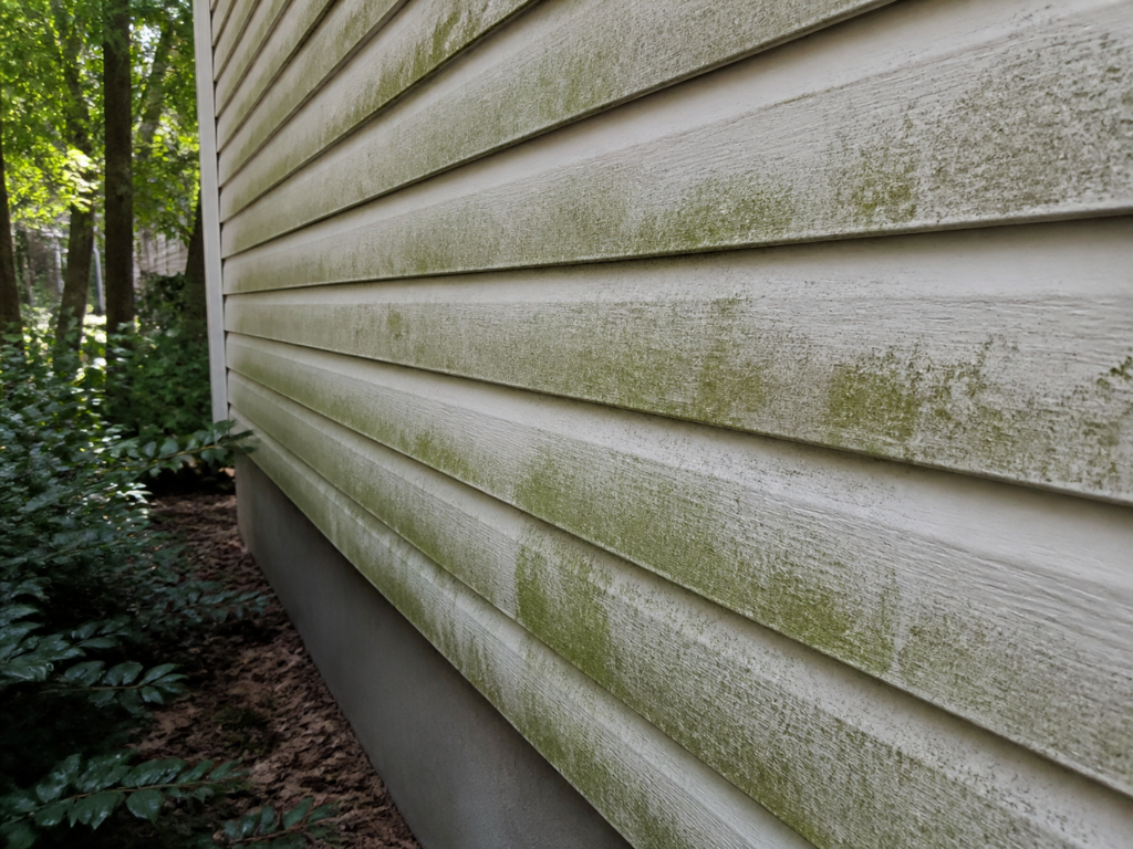 Close-up of green algae on the north-facing vinyl siding of a Charlotte home